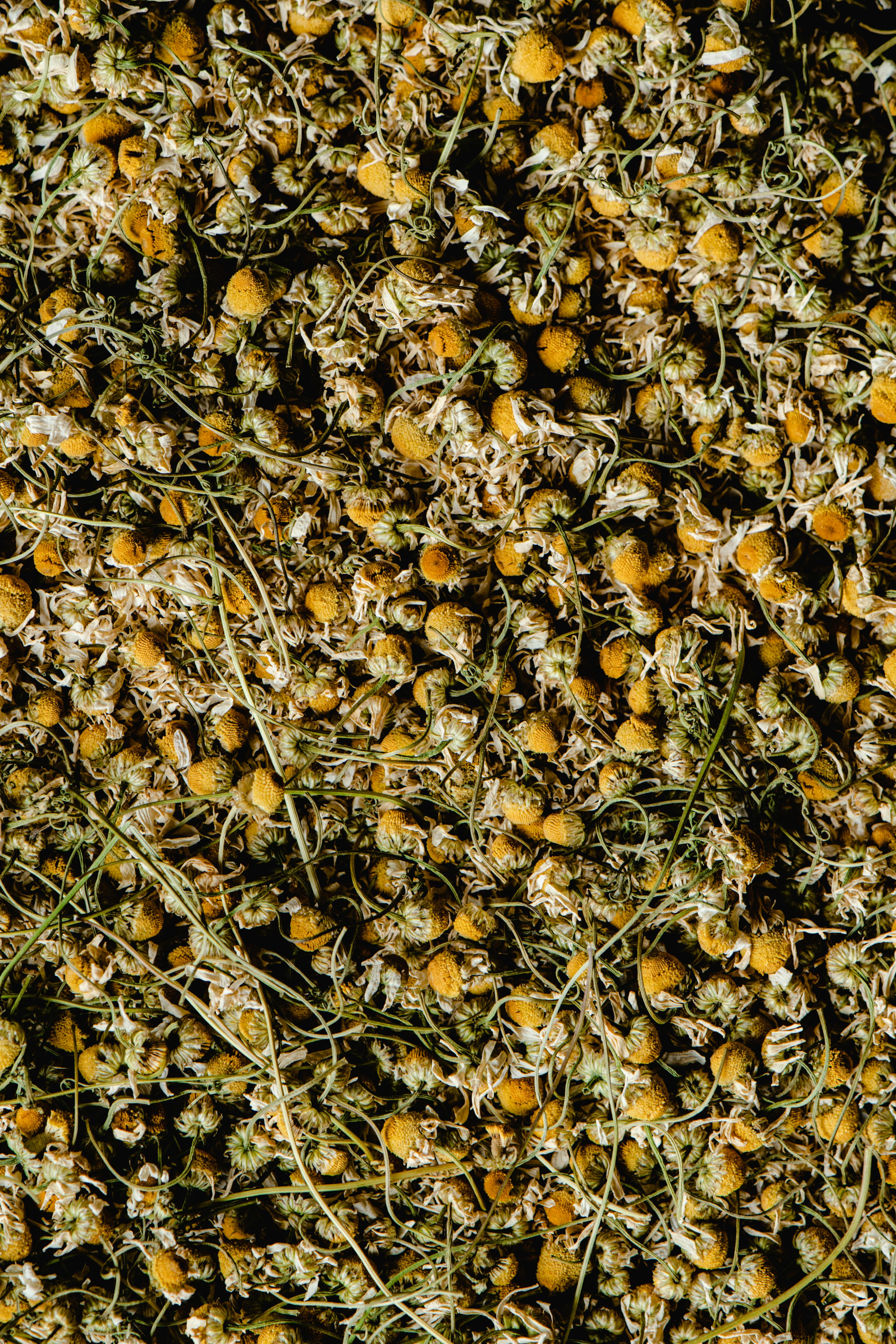 Hierbas botánicas patagónicas